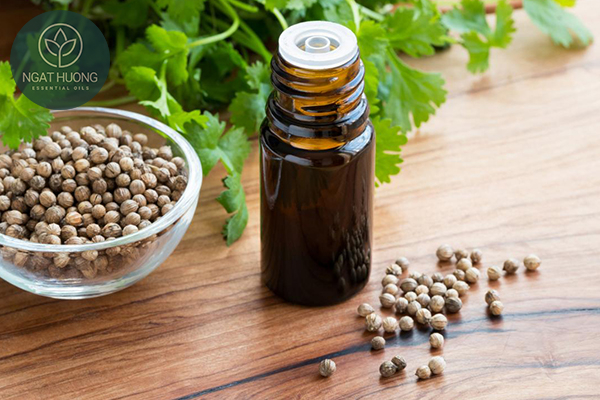 Cách chọn mua tinh dầu hạt mùi già