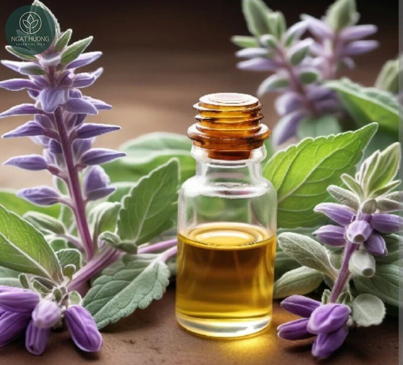 Tác dụng chống viêm của tinh dầu xô thơm
