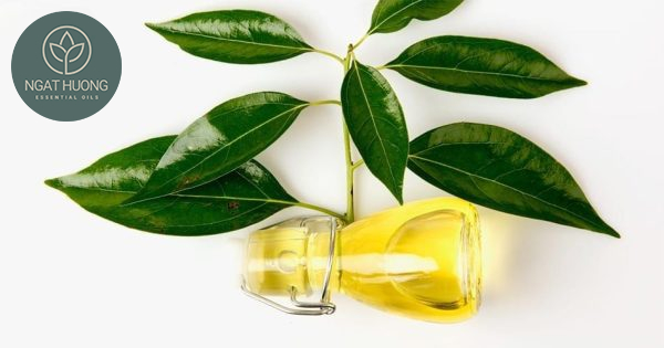 Tác dụng của tinh dầu long não